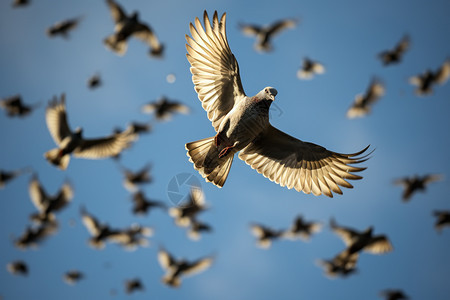 蓝天中飞行的鸽子背景图片