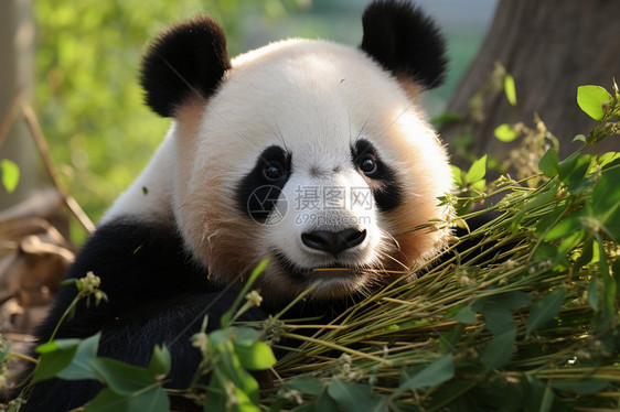 呆萌的野生大熊猫图片