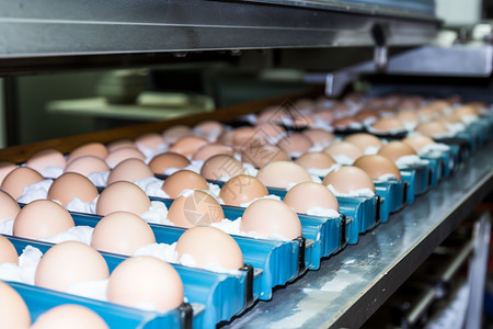 食材运输传送带运输的鸡蛋背景