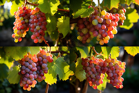 夏季农场中成熟的葡萄背景图片