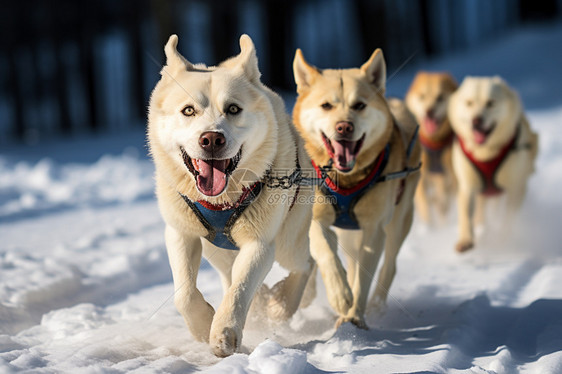 雪地中奔跑的狗狗图片