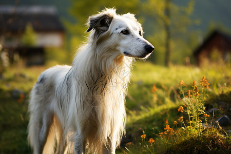 田野中的俄罗斯猎狼犬图片