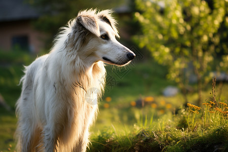 帅气的俄罗斯猎狼犬图片