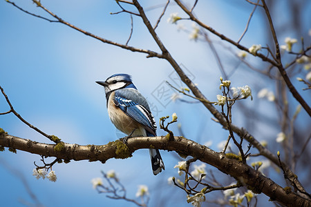 春天树枝上的蓝鸟图片