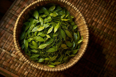 鲜嫩的绿茶叶图片