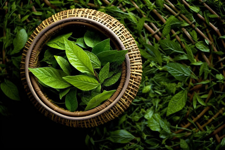 富有生机的绿茶叶背景图片