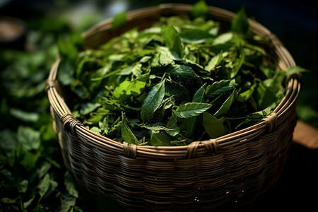 新鲜采摘的绿茶叶图片