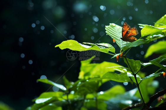 雨天蝴蝶在树叶上展翅图片