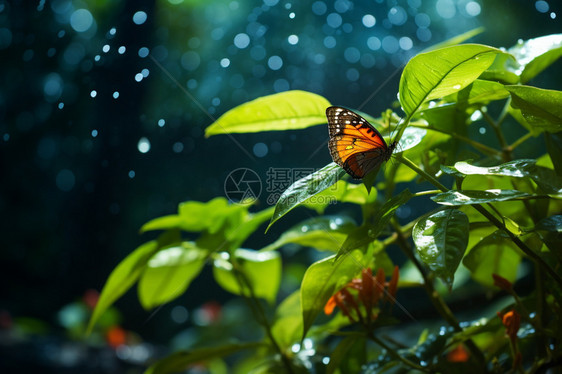 蝴蝶在有露水的树枝上图片