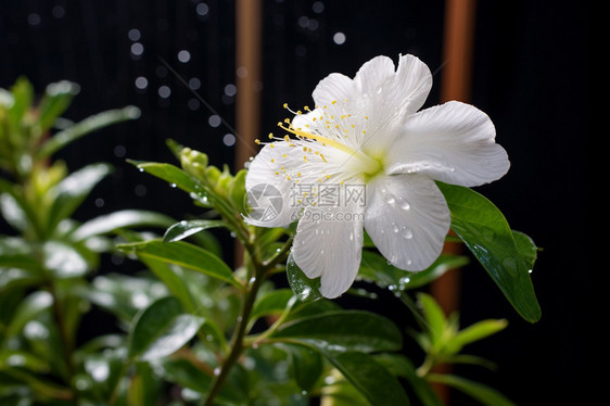 下雨中花朵上的露珠图片