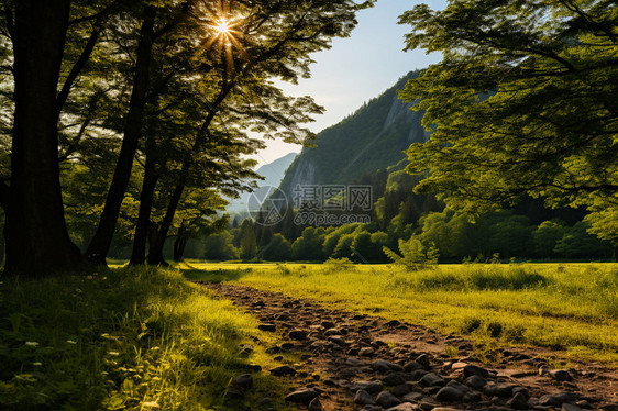 大山中树下的道路图片