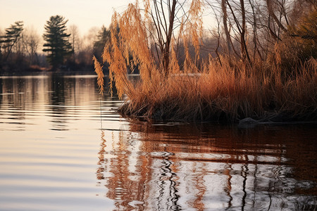 公园中湖边芦苇的倒影图片