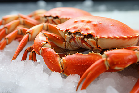 煮熟的红色螃蟹背景图片
