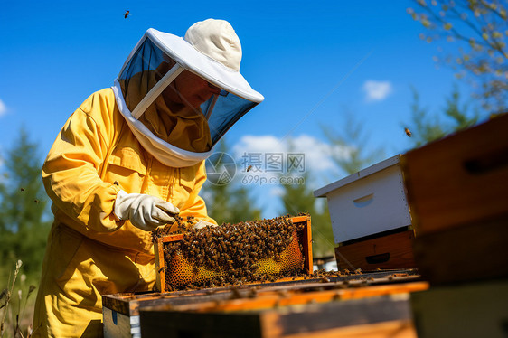 户外的蜜蜂养殖员图片