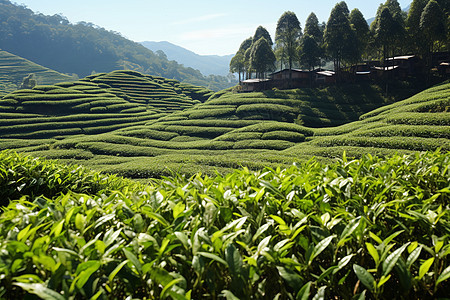 辽阔的山间茶园图片