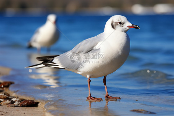 海边站立的野生海鸥图片