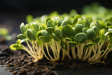 新鲜青菜花园图片