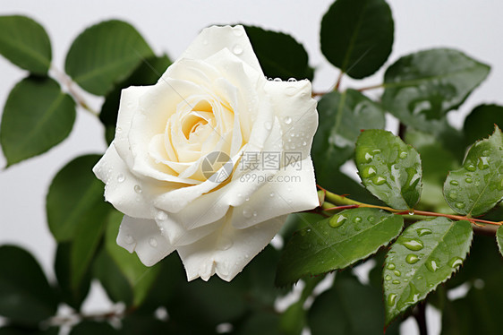 水滴覆盖的白玫瑰图片
