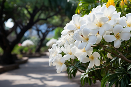 公园里盛开的白花图片