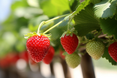 农村种植的草莓果园图片