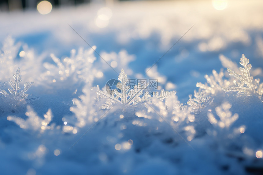 冬日阳光下的冰雪图片