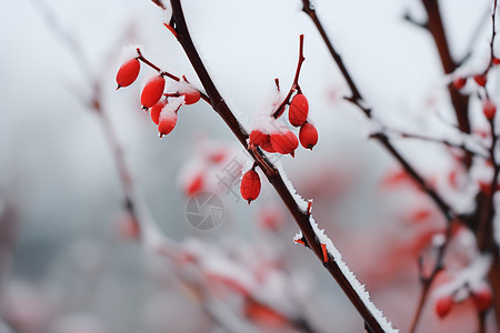 冬日初雪枝头的果子背景图片