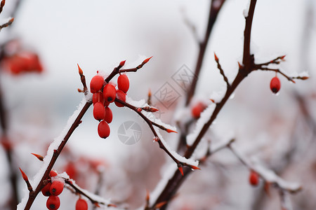 积雪树枝上的果子图片