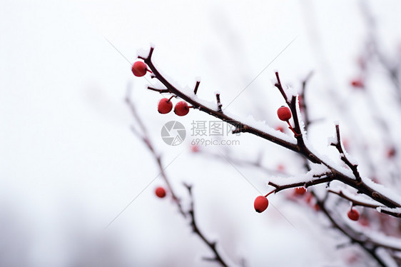 树枝上的红色浆果图片
