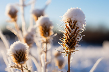 白雪覆盖的冬季植物图片