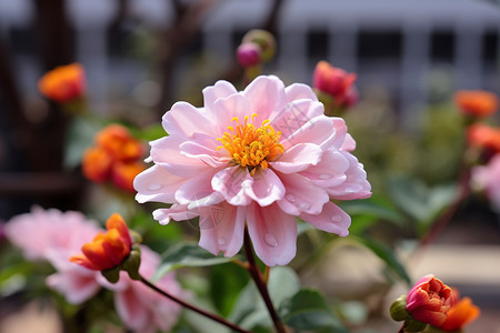 花园中盛放的花朵图片