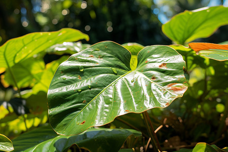 雨林中的热带植物图片