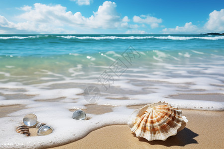 海洋中的贝壳和海星图片
