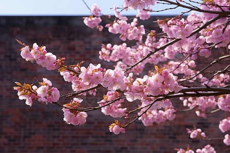 杏花公园盛放的樱花背景