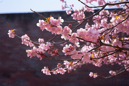 杏花公园樱花盛开的公园背景