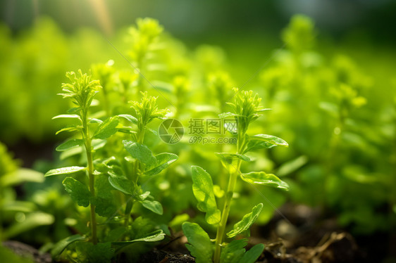 花草园中的草图片