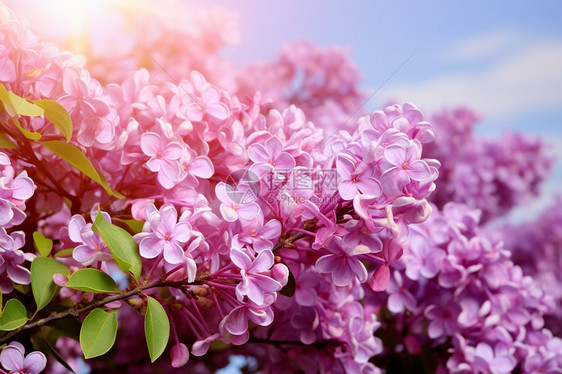 紫丁香花在阳光下绽放图片