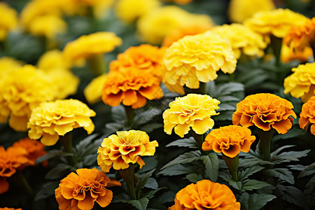 花园中的黄橙色花朵图片