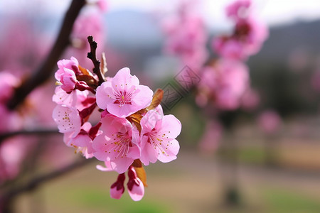 树枝上的桃花图片