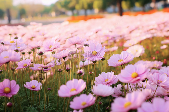 公园中美丽的花海景观图片