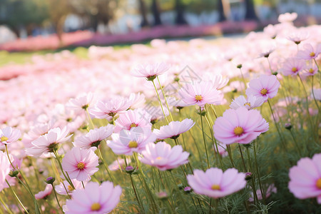 夏季公园中的粉色花朵图片