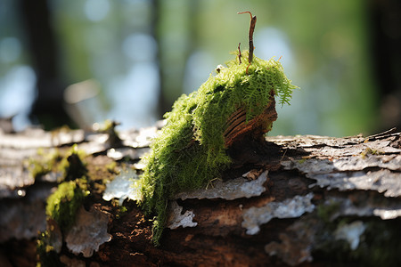 森林中绽放生命的苔藓图片