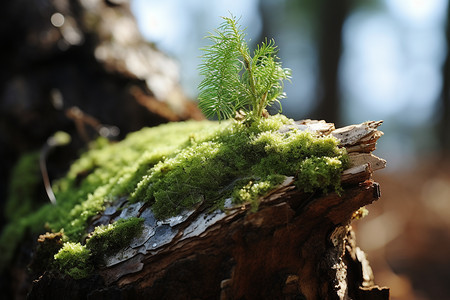 森林树桩上覆盖的苔藓图片