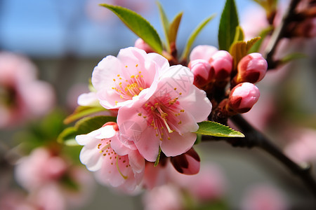 春天户外绽放的樱花景观图片