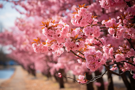 公园中盛开的樱花图片