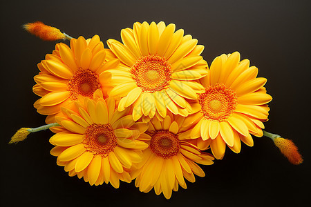 美丽的黄色非洲菊花朵图片