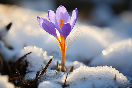 冬季雪地中盛开的雪花莲图片