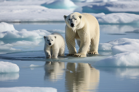 冰天雪地里的北极熊图片
