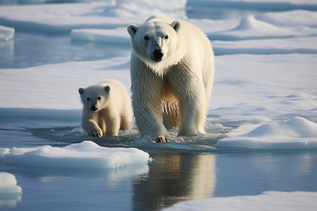 雪地上的北极熊母子图片
