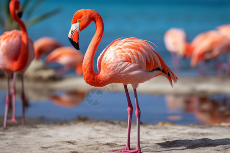 粉红色海滩上的火烈鸟图片