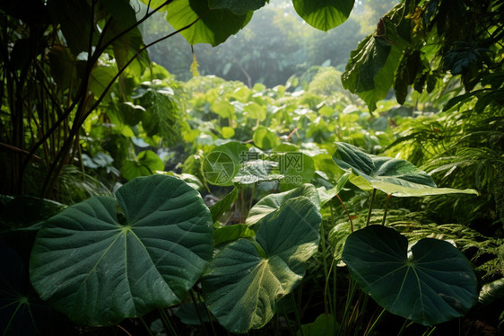 郁郁葱葱的夏季森林景观图片